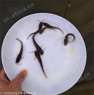 斑点尾叉鱼苗_专业鱼苗批发 多年行业经验 价格实惠 众多客户的放心之选