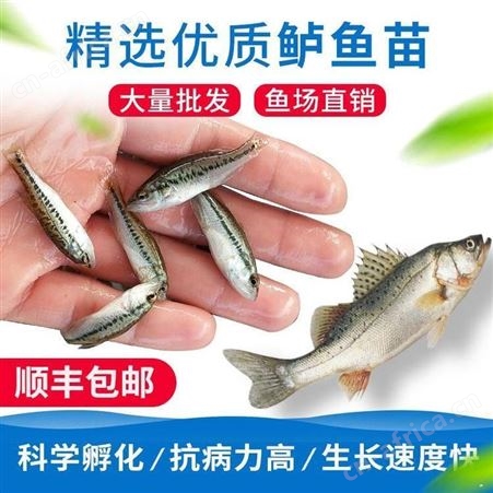 加州鲈鱼  价格实惠