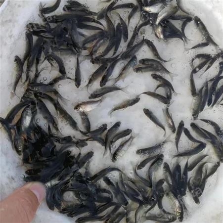 中科三号鲫鱼苗 彩虹鲫鱼苗 鲫鱼价格