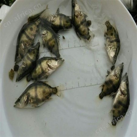 季花鱼 鳜鱼鱼苗 桂花鱼苗鱼场直售