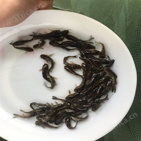 黄骨鱼 全雄黄骨鱼 黄骨鱼销售