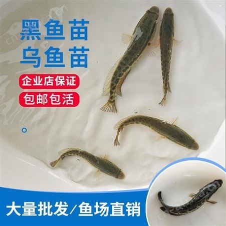 生鱼苗  直销杂交黑鱼苗 生鱼苗 乌鱼苗 黑鱼苗黑鱼苗