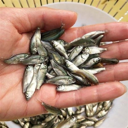 鲫鱼苗长期供应中科3号鲫鱼苗 东北鲫鱼苗 杂交鲫鱼苗彭泽鲫
