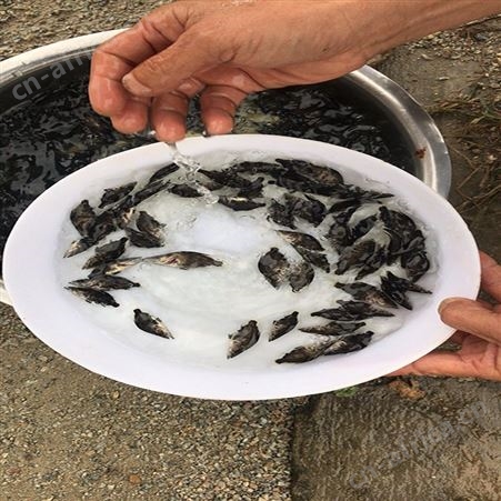 季花鱼 翘嘴鱼 供应桂花鱼
