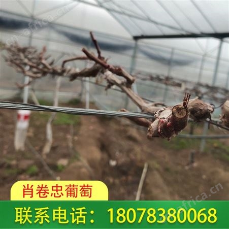 5bb占木嫁接阳光玫瑰葡萄营养杯苗基地直发贵港