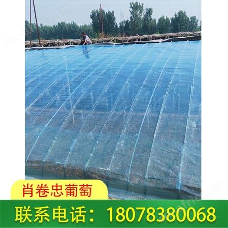 聚乙烯葡萄常用膜 玉林Po膜透明度高防尘防雾