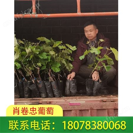 广西5bb葡萄砧木-南宁阳光玫瑰脱毒苗大营养杯销售