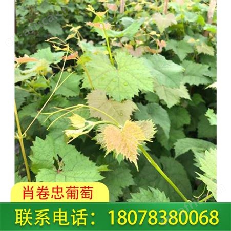 广西阳光玫瑰葡萄苗基地诚信经营