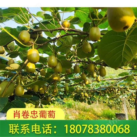 广西桂林|柳州红心猕猴桃新鲜上市_价格优