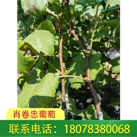 桂林妮娜皇后葡萄苗树势旺，着色良好，基地出售