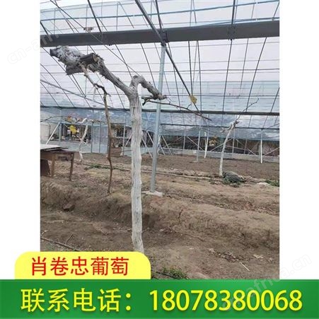 柳州聚乙烯葡萄常用膜供应商库存充足