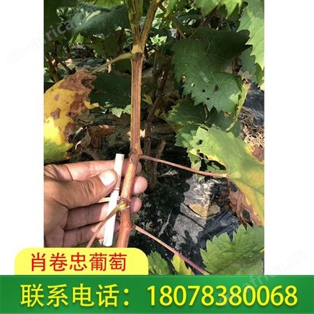 桂林灵川阳光玫瑰葡萄苗-so4砧木直销