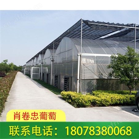 广西兴安连栋温室大棚公司设计新颖