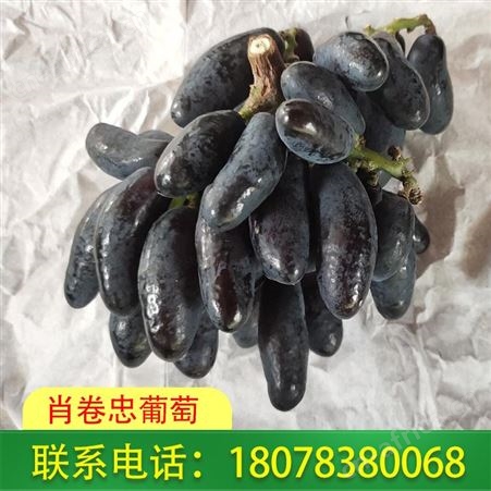 永福葡萄批发_广西甜蜜蓝宝石已上市错过要等明年哦