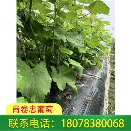桂林灵川阳光玫瑰葡萄苗-so4砧木直销