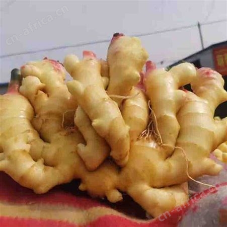 大姜出售 水洗黄姜 用于市场售卖 玉名种植基地