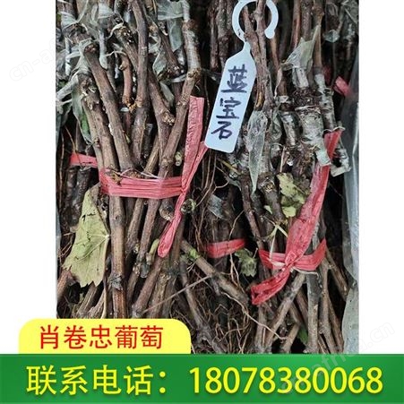 全州甜蜜蓝宝石葡萄苗基地按株报价
