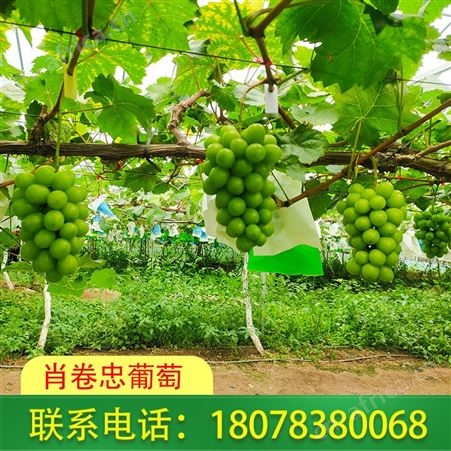 广西梧州葡萄批发-阳光玫瑰现摘现发的喔
