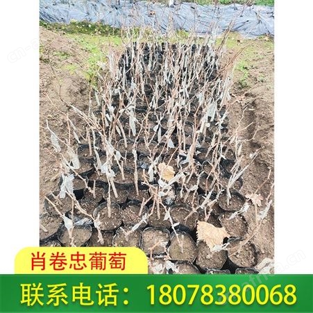 5bb占木嫁接阳光玫瑰葡萄营养杯苗基地直发贵港
