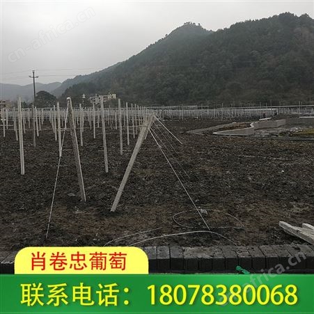 资源猕猴桃架\果架搭建承接认准我们