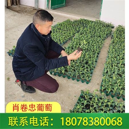 阳朔大甜王西瓜苗、营养杯育苗桂林肖卷忠基地供应