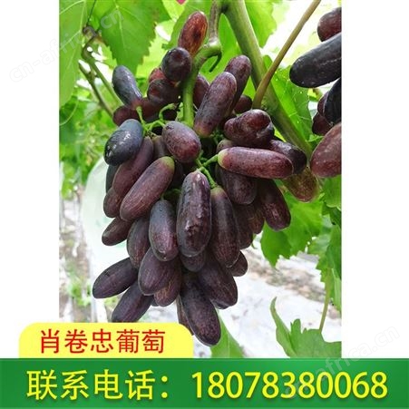 永福葡萄批发_广西甜蜜蓝宝石已上市错过要等明年哦