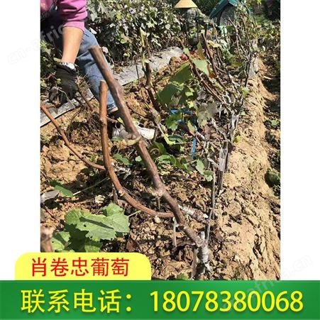 全州甜蜜蓝宝石葡萄苗基地按株报价