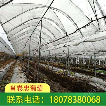 广西南宁草莓园搭建厂家常年承接上千家