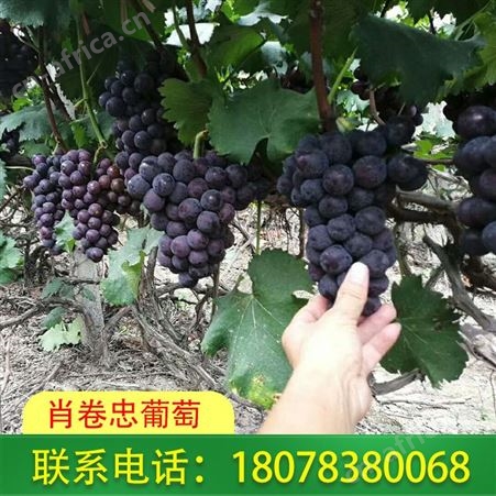 广西桂林兴安鲜食巨峰葡萄订购认准肖卷忠基地