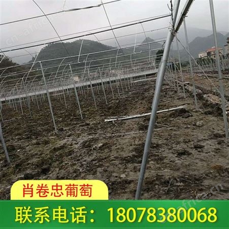 南宁钢管独立大棚架子适合种植蔬菜、草莓、西瓜