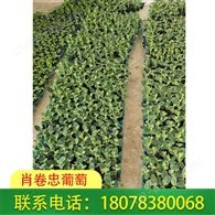广西灌阳营养杯育西瓜苗忌老小苗移栽
