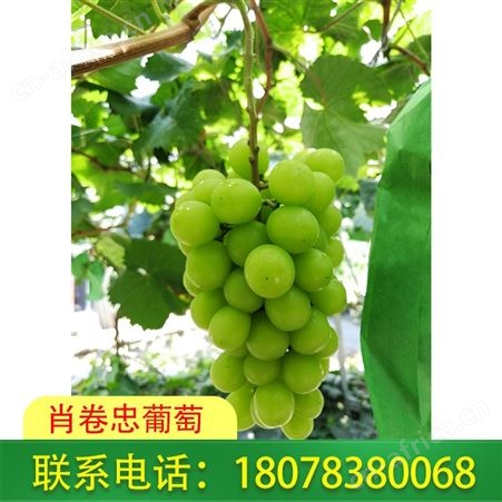 广西桂林阳光玫瑰葡萄一箱六斤装，价格合理