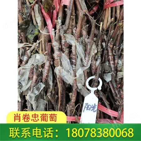 广西阳光玫瑰葡萄苗批发