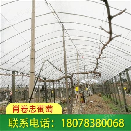 广西桂林百香果架制作-安装-搭建一体化服务