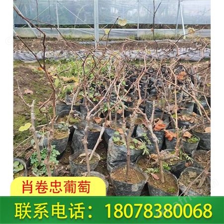 5bb占木嫁接阳光玫瑰葡萄营养杯苗基地直发贵港