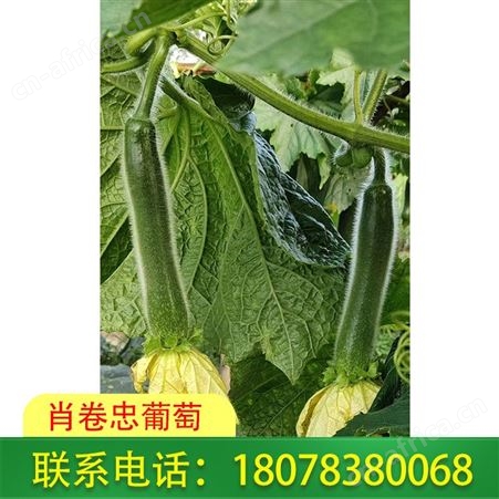 广西冬瓜批发——我们代收绿优铁柱冬瓜