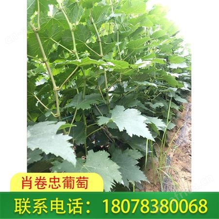 恭城蓝宝石葡萄苗批发——肖卷忠基地种植