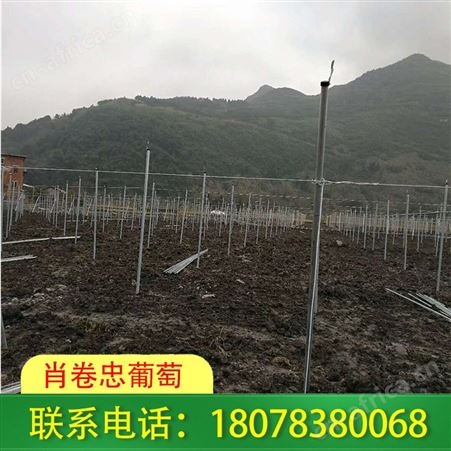 南宁钢管独立大棚架子适合种植蔬菜、草莓、西瓜