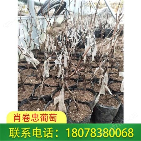 5bb占木嫁接阳光玫瑰葡萄营养杯苗基地直发贵港
