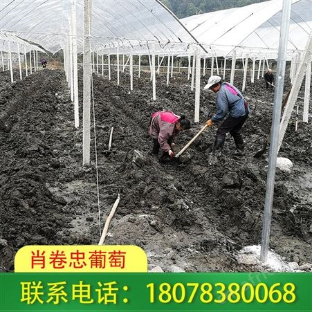 广西桂林百香果架制作-安装-搭建一体化服务
