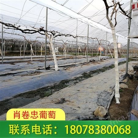 南宁钢管独立大棚架子适合种植蔬菜、草莓、西瓜