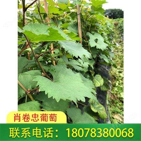 广西梧州葡萄基地供应高质量妮娜公主苗