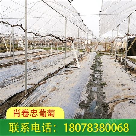 钦州钢结构连栋大棚建造周期快