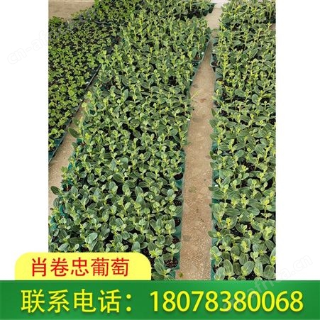 广西贺州西瓜苗营养杯育苗基地直销