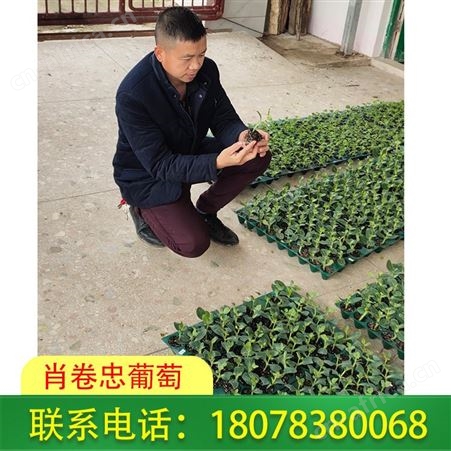 广西贺州西瓜苗营养杯育苗基地直销