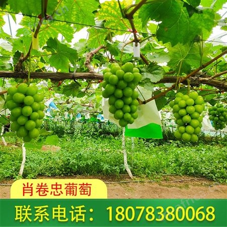 广西阳光玫瑰葡萄销售_供应多品种葡萄