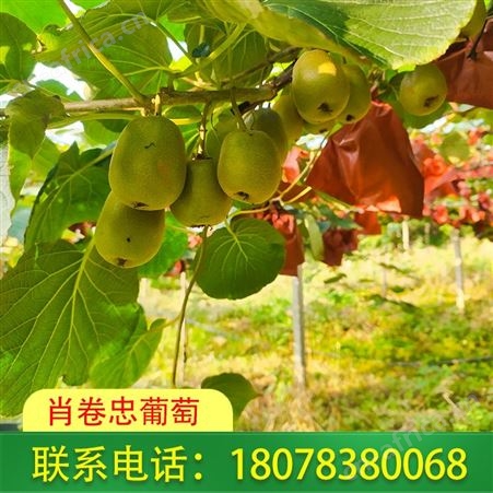 广西桂林|柳州红心猕猴桃新鲜上市_价格优