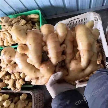 大姜出售 水洗黄姜 用于市场售卖 玉名种植基地