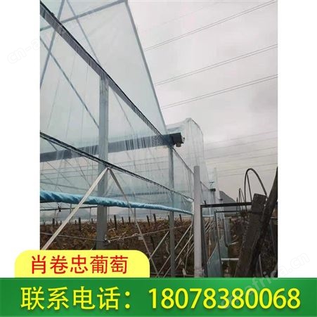 柳州聚乙烯葡萄常用膜供应商库存充足