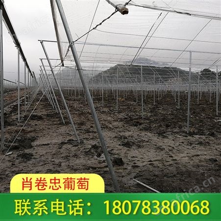 钦州钢结构连栋大棚建造周期快